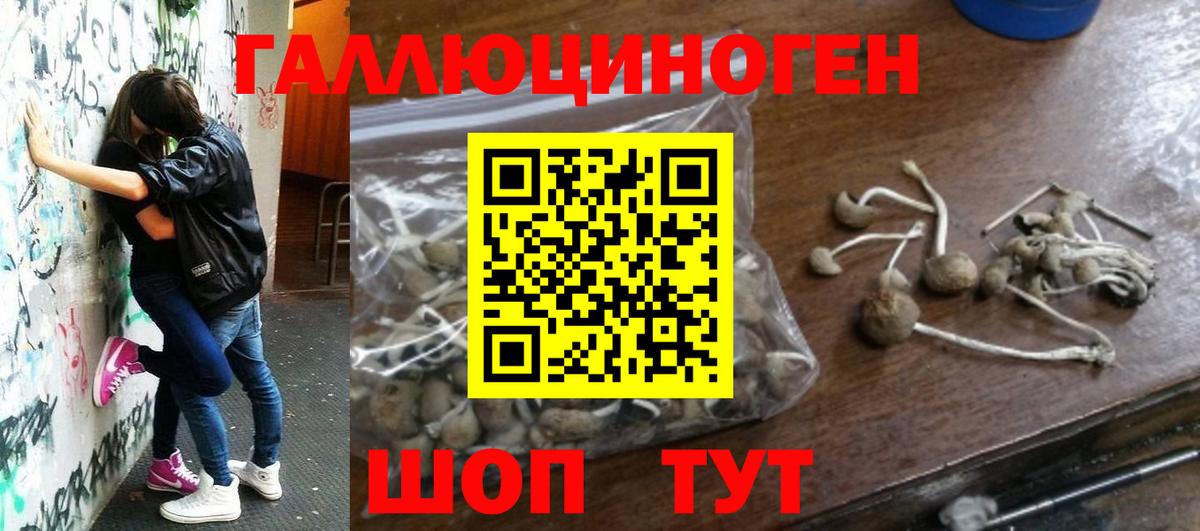 Галлюциногенные грибы Psilocybine cubensis Ефремов